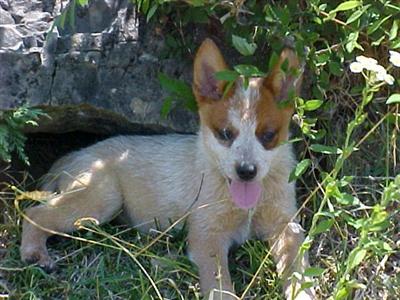 Red Australian Heeler puppy for sale